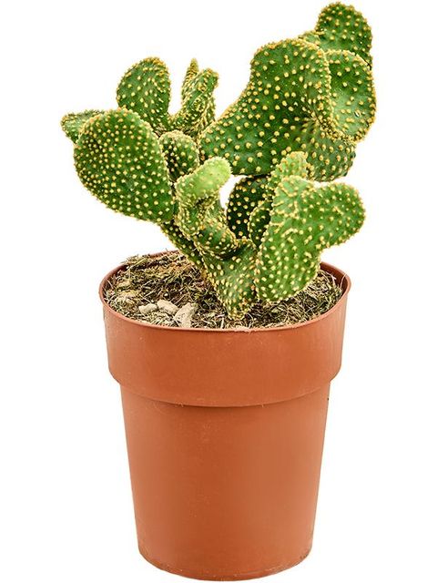 Opuntia microdasys undulata