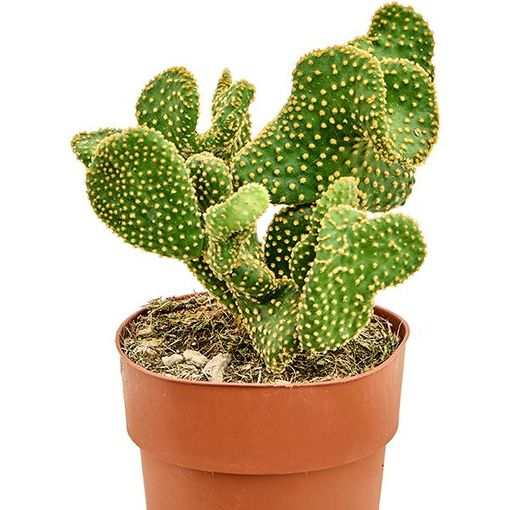 Opuntia microdasys undulata