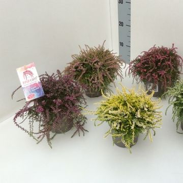 Calluna vulgaris RASTA GIRLS MIX