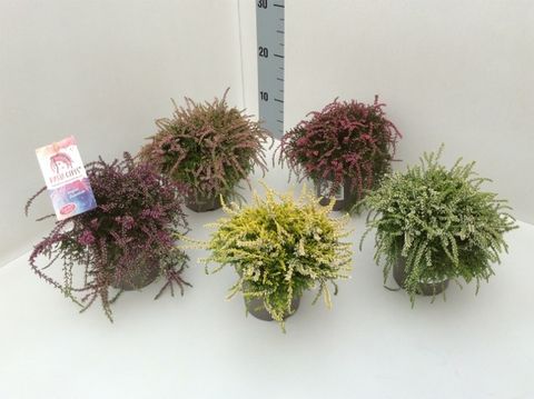 Calluna vulgaris RASTA GIRLS MIX