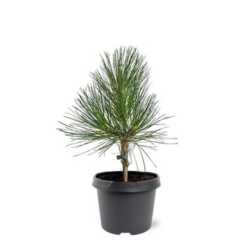 Pinus ponderosa