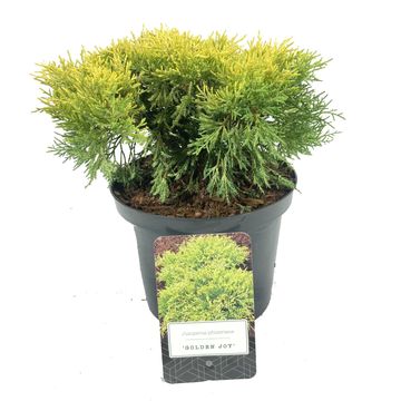 Juniperus x pfitzeriana 'Golden Joy'