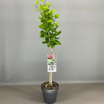 Hibiscus syriacus 'Woodbridge'