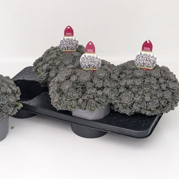 Orostachys iwarenge