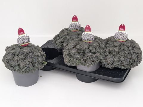 Orostachys iwarenge