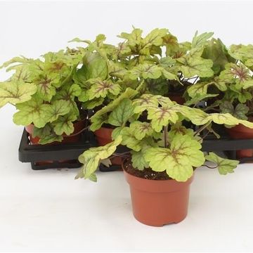x Heucherella 'Alabama Sunrise'