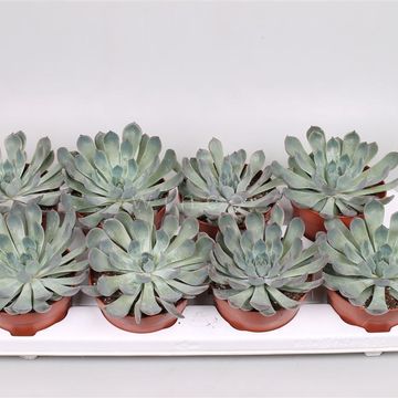 Echeveria pulidonis