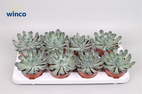 Echeveria pulidonis