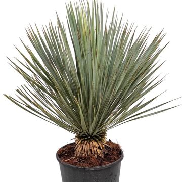 Yucca rostrata