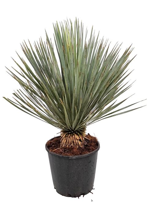 Yucca rostrata