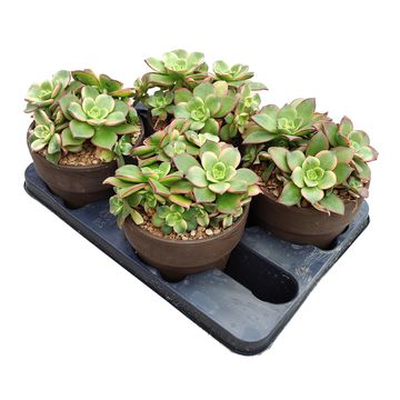 Aeonium decorum 'Tricolor'