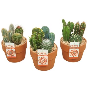 Composizione Cactus