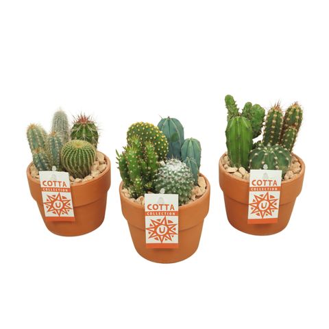 Kомпозиции Cactus