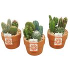 Arranjo Cactus