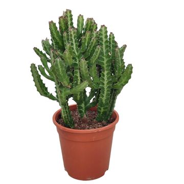 Euphorbia lactea