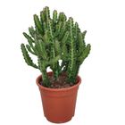 Euphorbia lactea