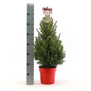 Picea glauca DECEMBER
