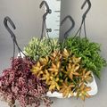 Succulents MIX