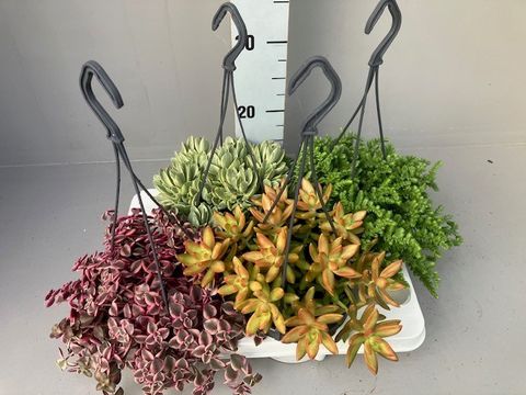 Succulents MIX