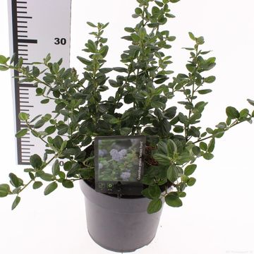 Ceanothus griseus 'Yankee Point'