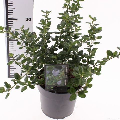 Ceanothus griseus 'Yankee Point'