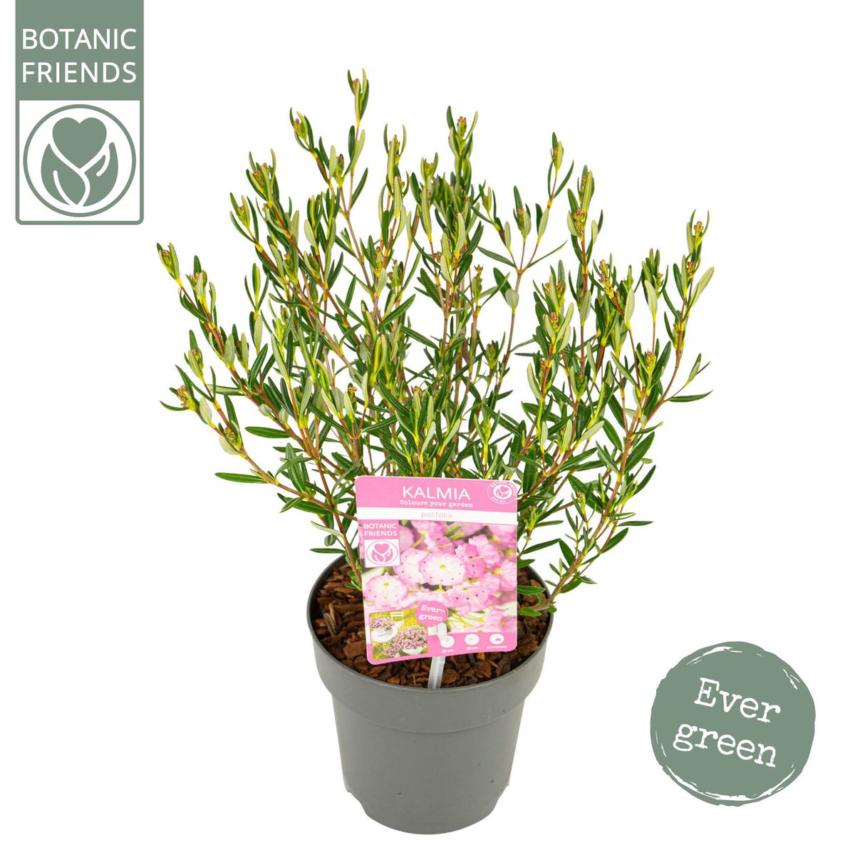 air purifying plant indoor Air Purifying Variety Bundle