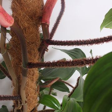Philodendron squamiferum