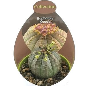 Euphorbia obesa (Giromagi)