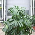 Monstera deliciosa
