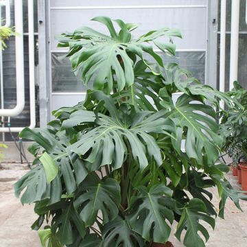 Monstera deliciosa