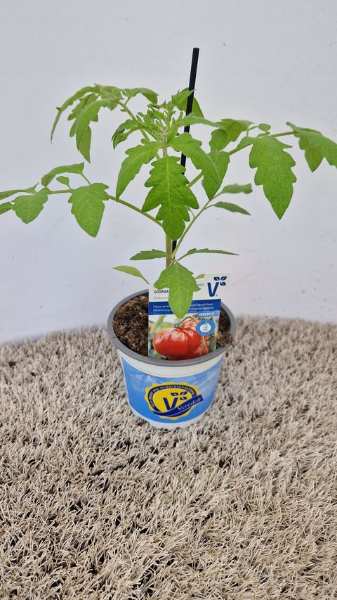 Solanum lycopersicum 'Gourmandia'