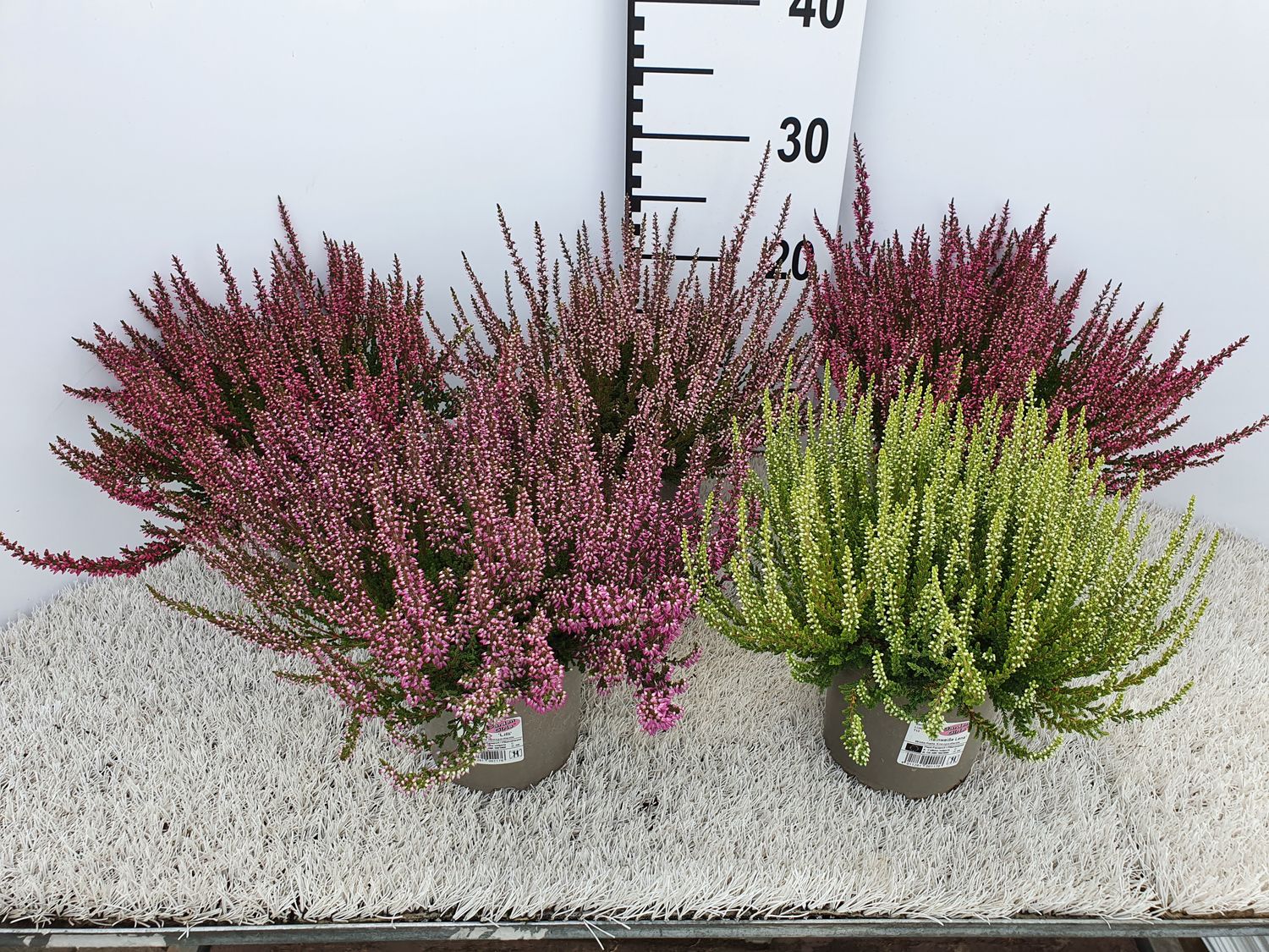 Calluna Vulgaris GARDEN GIRLS MIX — Plant Wholesale FlorAccess