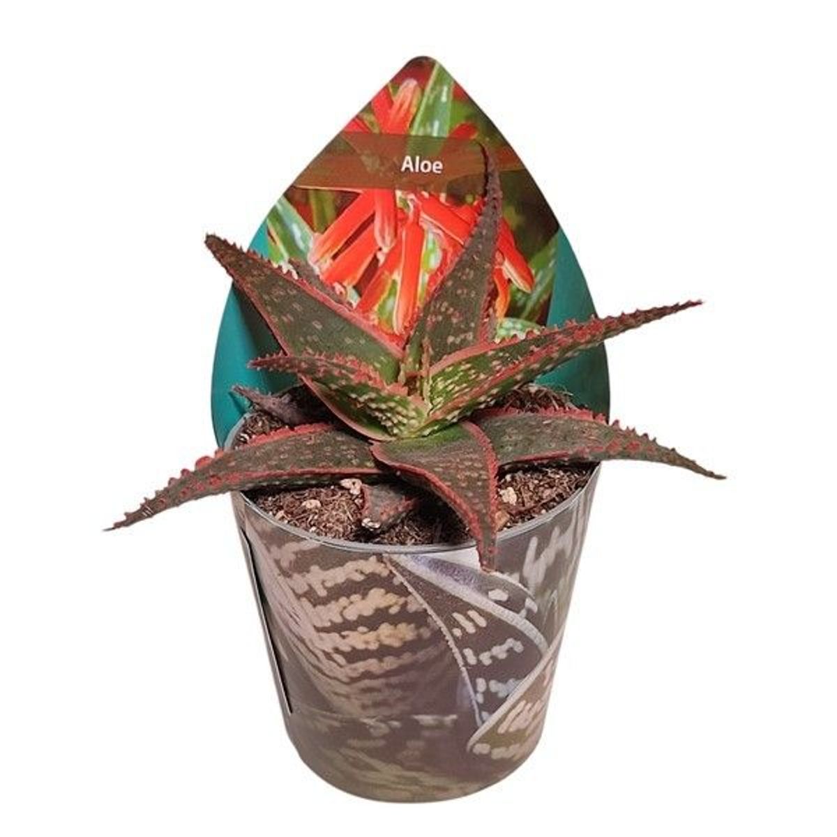 Aloe 'Vito'  Plant Wholesale FlorAccess