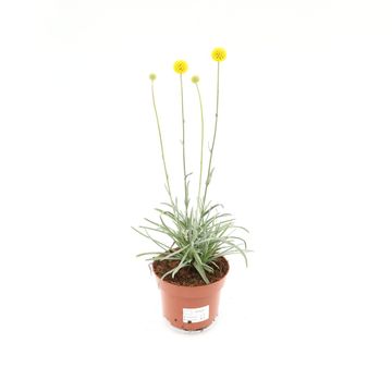 Craspedia globosa 'Golf Beauty'