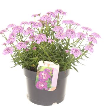 Iberis MERMAID LAVENDER