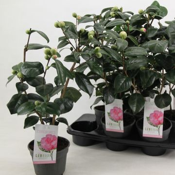 Camellia japonica 'Bonomiana'