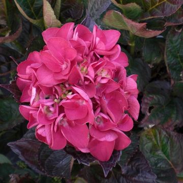 Hydrangea macrophylla 'Merveille Sanguinea'