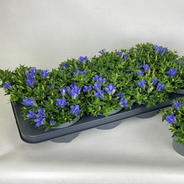 Gentiana scabra LUIS BLUE