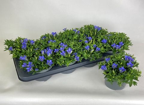 Gentiana scabra LUIS BLUE