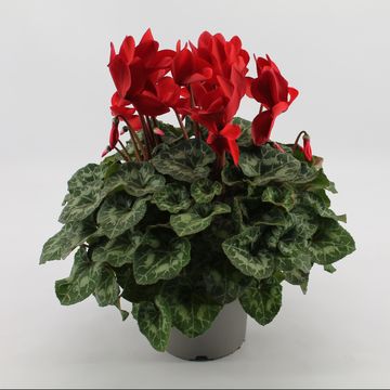 Cyclamen persicum SUPER SERIE S MAMMOTH RED