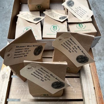 Muscari armeniacum 'Blue Spike'