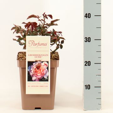 Rosa 'Großherzogin Luise'