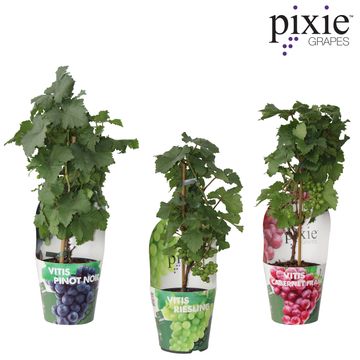 Vitis MIX