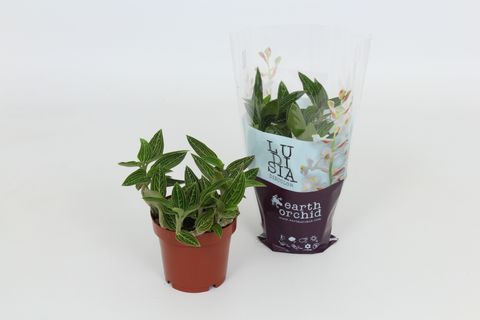 Ludisia discolor alba