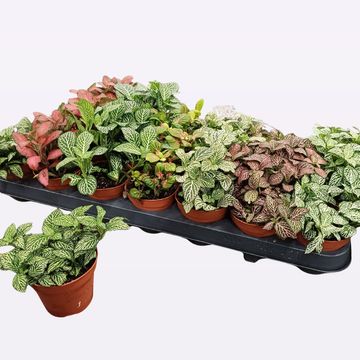 Fittonia MIX