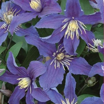 Clematis HUDSON RIVER (D)