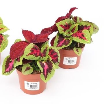 Coleus 'Wizard MIX'