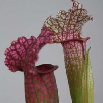 Sarracenia 'Juthatip Soper'