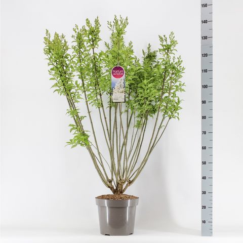 Syringa 'Agnes Smith'