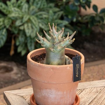 Adenium obesum ANSU BAOBAB